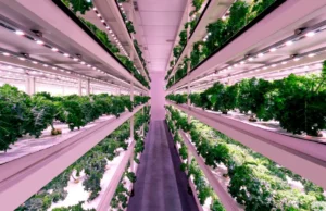 El objetivo agrícola ’30 por 30′ de Singapur se retrasó hasta 2035, con objetivos revisados para fibra y proteínas