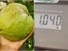 Supergoiabeira produce guayabas de hasta 1 kg en Goas