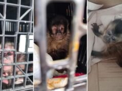 Dúo multado con R$ 56.000 tras ser sorprendido con 4 crías de mono en SP sin agua ni comida