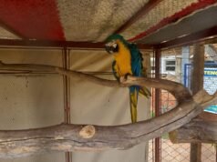 Veterinario multado con R$ 21.000 por mantener en cautiverio guacamayos y aves exóticas en Corodos