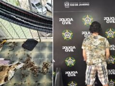 La Policía Civil detuvo a un hombre por presunto robo de energía y maltrato de animales en un condominio de Campos