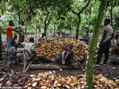 Por qué tus chocolates navideños no llegarán tan lejos este año: Celebrations, Dairy Milk y Terry’s Chocolate Oranges son todos MÁS PEQUEÑOS pero cuestan más