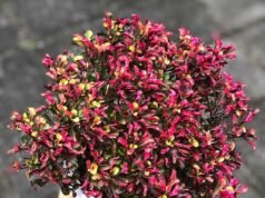 Avance en la artritis a medida que los expertos descubren que un remedio a base de hierbas tiene poderosas propiedades para aliviar el dolor