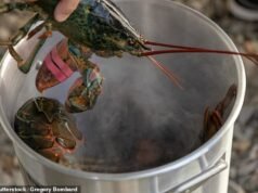 Hervir vivos langostas y cangrejos es “no aceptable” y el Partido Laborista lo prohibirá como parte de su campaña de protección del bienestar animal.