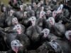 ¿Tu pavo es polaco? Los supermercados acusados de engañar a los compradores con pavos importados de la UE mientras el brote de gripe aviar en las granjas británicas afecta la oferta