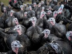 ¿Tu pavo es polaco? Los supermercados acusados de engañar a los compradores con pavos importados de la UE mientras el brote de gripe aviar en las granjas británicas afecta la oferta