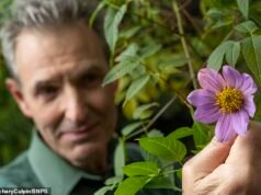 ¡Olvídate de Poinsettia, son Dalias en diciembre! Un clima inusualmente templado hace que florezcan flores exóticas días antes de Navidad