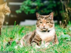 Padre lleva la disputa por caca de gato del vecindario al Tribunal Superior