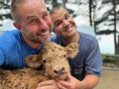 Los cerdos taza de té ya no están disponibles y estos ‘peluches de la vida real’ están de moda: los estadounidenses ricos están pagando miles de dólares para tener una vaca de las Tierras Altas como mascota