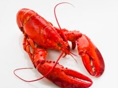 ¿Podrías sumergir una langosta viva en agua hirviendo? Por un escritor que hizo precisamente eso, para horror de los miembros de la familia: DOMINIC MIDGELEY