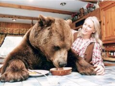 La extraordinaria historia de Hércules, el oso pardo de 65 piedras criado “como un hijo” por un luchador escocés que le daba de comer patatas fritas y Babycham en el pub local.