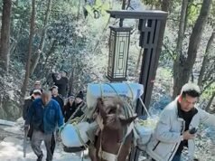 Momento en el que un turista que mira su teléfono es enviado volando montaña abajo en una mula de carga