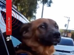 Cabo Caramello: El callejero que se unió al Batallón PM para escapar de la lluvia se ha convertido en mascota y fenómeno en las redes sociales.