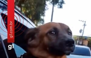 Cabo Caramello: El callejero que se unió al Batallón PM para escapar de la lluvia se ha convertido en mascota y fenómeno en las redes sociales.