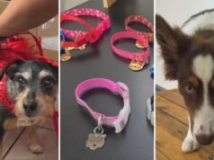 La personalización de artículos para mascotas aumentó el negocio y se convirtió en tendencia