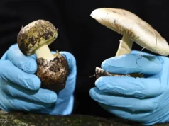 California desaconseja la búsqueda de hongos silvestres después de un brote mortal