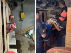Guardias recuperaron 39 gallos con signos de maltrato y arrestaron a uno en Americana
