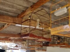 Tras la denuncia, el anciano fue imputado y el ambientalista rescató 55 aves silvestres en Valinhos