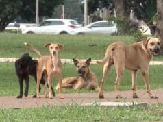 Multan por abandono de animales domésticos en TO