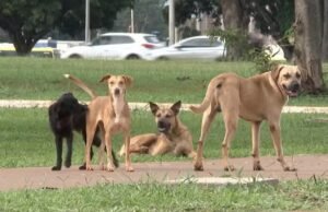 Multan por abandono de animales domésticos en TO