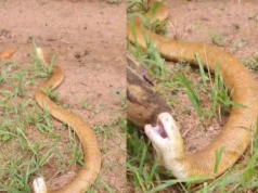 Conoce a la ‘serpiente de dos cabezas’, un animal que camina por dos lados y pasa la mayor parte de su vida escondido