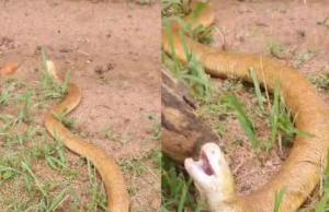 Conoce a la ‘serpiente de dos cabezas’, un animal que camina por dos lados y pasa la mayor parte de su vida escondido