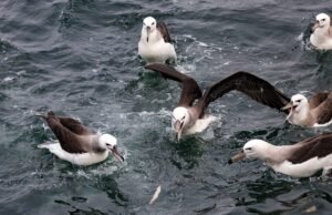 TG monitorea la salida pelágica del sur de Brasil