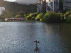 Los vecinos denunciaron la tala irregular de manglares en Lagoa Rodrigo de Freitas.
